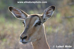 Antilopa impala (11xfoto)