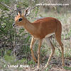 antilopa travn (3xfoto)