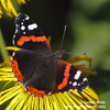 RED ADMIRAL (4xphoto)