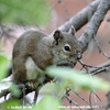 AMERICAN RED SQUIRREL (4xphoto)