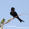 FORKTAILED COMMON DRONGO (2xphoto)
