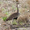 RED-CRESTED BUSTARD CRESTED (3xphoto)