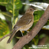 CLAY-COLORED THRUSH (3xphoto)