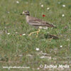 STONE-CURLEW (5xphoto)