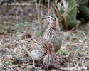 CRESTED FRANCOLIN (1xphoto)