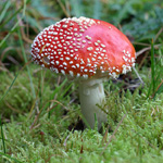 mushrooms and plants