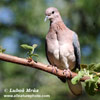 LAUGHING DOVE (2xphoto)