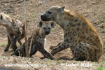 hyena skvrnit (3xfoto)