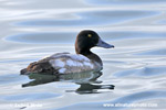 GREATE SCAUP (5xphoto)