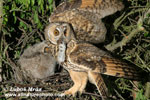 LONG-EARED OWL (4xphoto)