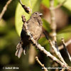 WING-BARRED SEEDEATER (2xphoto)