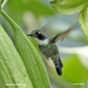 WEDGE-BILLED HUMMINGBIRD (4xphoto)