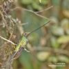 SWORD-BILLED HUMMINGBIRD (6xphoto)