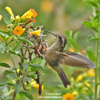 SPECKLED HUMMINGBIRD (7xphoto)