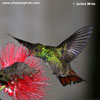 RUFOUS-TAILED HUMMINGBIRD (9xphoto)