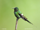 GREEN THORNTAIL (7xphoto)