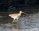 CURLEW (4xphoto)