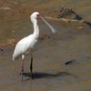 AFRICAN SPOONBILL (3xphoto)