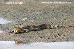 Krokodl nilsk (5xfoto)