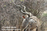 kudu velk (12xfoto)