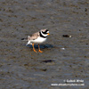 COMMON RINGED PLOVER (4xphoto)