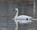 WHISTLING SWAN (5xphoto)