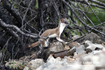 SHORT-TAILED WEASEL (4xphoto)