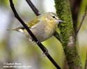 TENNESSEE WARBLER (2xphoto)