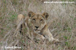 AFRICAN LION (4x photo)
