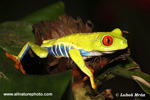 RED-EYED TREE FROG (5xphoto)