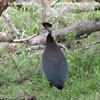 CRESTED GUINEAFOWL (1xphoto)