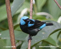SCARLET-TRIGHED DACNIS (1xphoto)