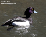 TUFTED DUCK (3xphoto)