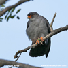 RED-FOOTED FALCON (7xphoto)