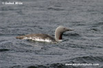 RED-THROATED DIVER (1xphoto)