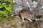 Potkan obecn (4xfoto)
