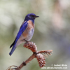 WESTERN BLUEBIRD (8xphoto)