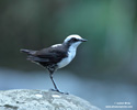 WHITE-CAPPED DIPPER (6xphoto)