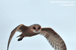 BARN OWL (3xphoto)