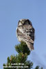HAWK OWL (5xphoto)