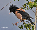 ROSY STARLING (14xphoto)
