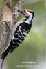 LESSER SPOTTED WOODPECKER (6xphoto)