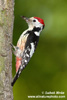 MIDDLE SPOTTED WOODPECKER (6xphoto)