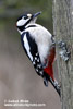 GREAT SPOTTED WOODPECKER (5xphoto)