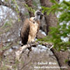 AFRICAN WHITE-BACKED VULTURE (4xphoto)