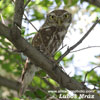 LITTLE OWL (2xphoto)