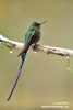 VIOLET-TAILED SYLPH (10xphoto)