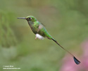 BOOTED RACKET-TAIL (7xphoto)