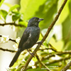 WHITE-LINED TANAGER (7xphoto)