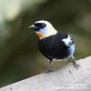 GOLDEN-HOODED TANAGER (2xphoto)